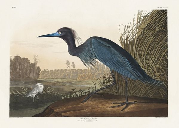Blue Crane By John James Audubon