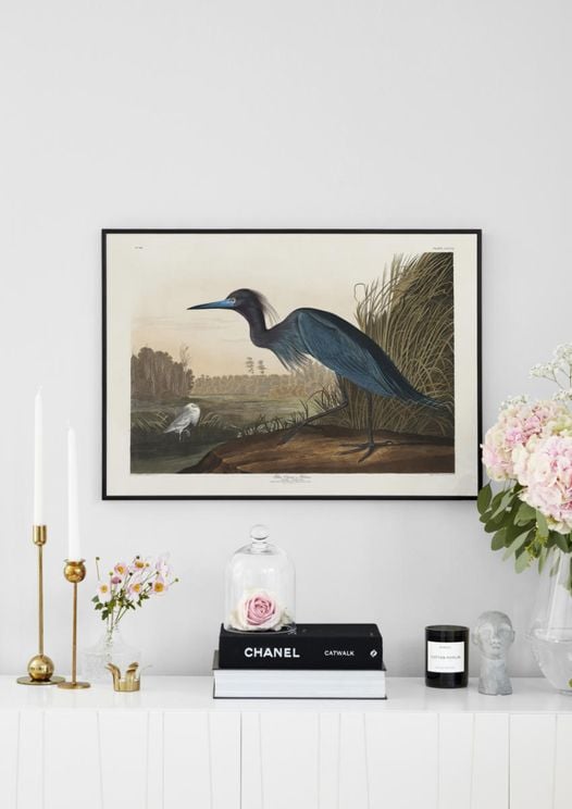 Blue Crane By John James Audubon