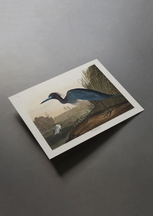 Blue Crane By John James Audubon
