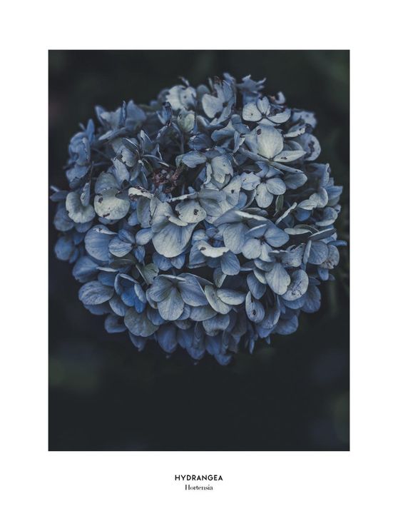 Blue Hydrangea