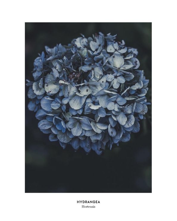 Blue Hydrangea