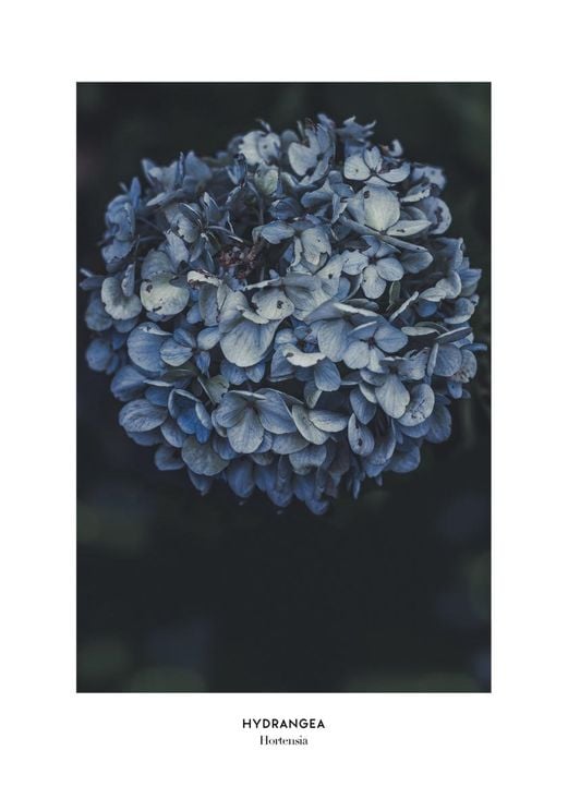 Blue Hydrangea