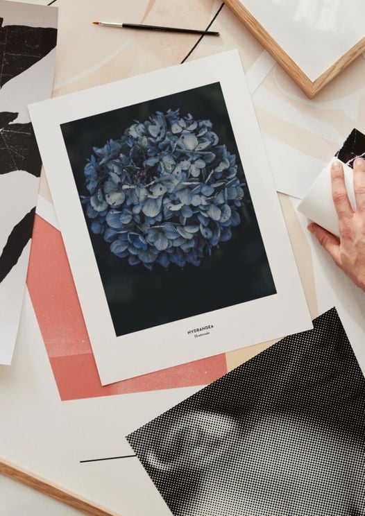 Blue Hydrangea