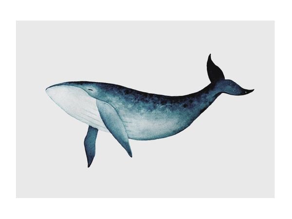 Blue Whale