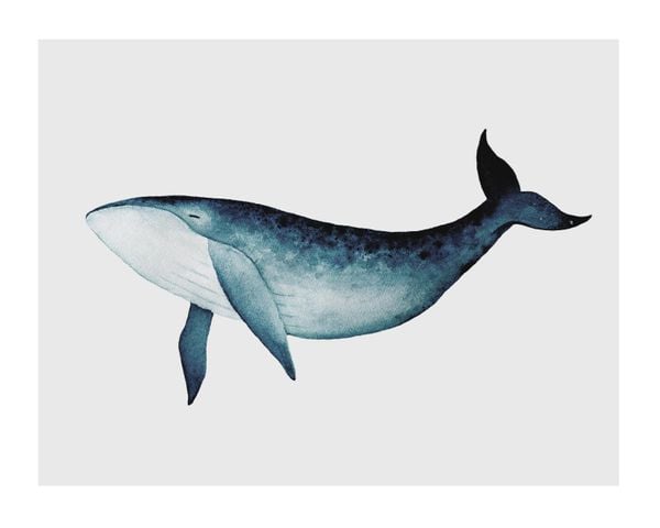 Blue Whale
