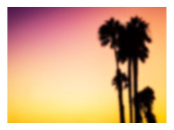 Blurry Palms