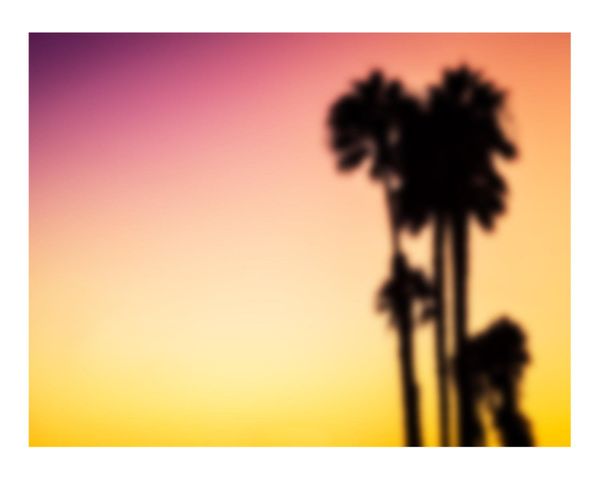 Blurry Palms