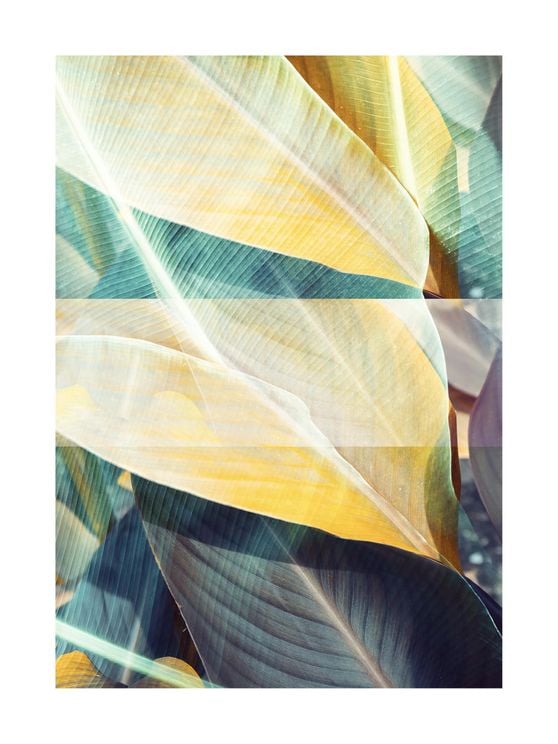 Bossa Nova