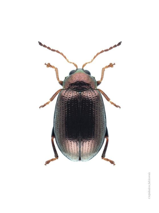 Bronze Beetle
