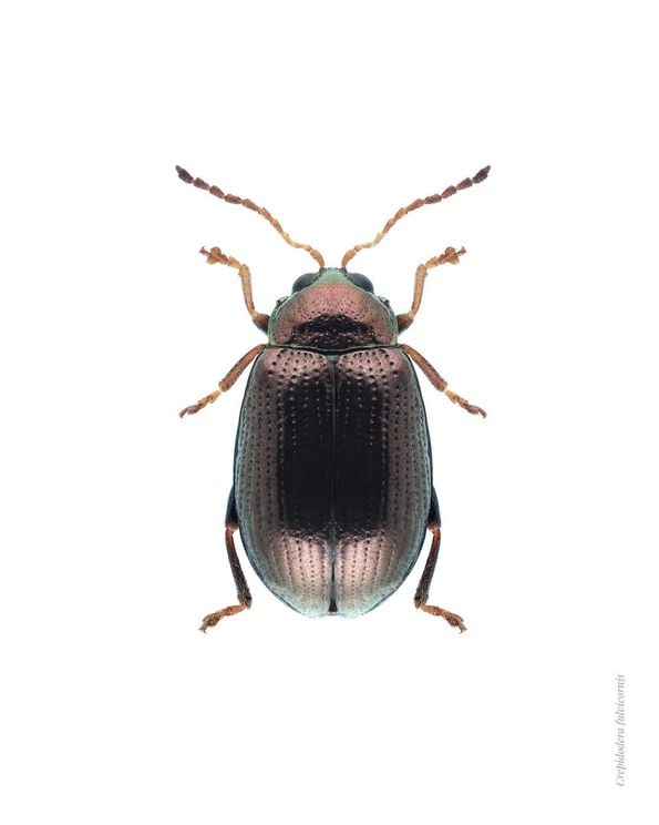 Bronze Beetle
