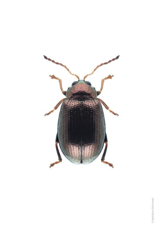 Bronze Beetle