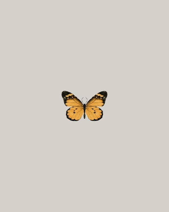 Butterfly Orange