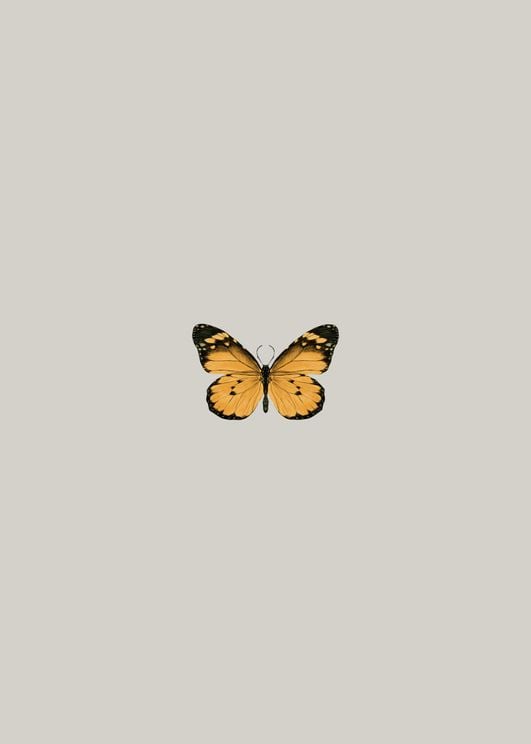 Butterfly Orange