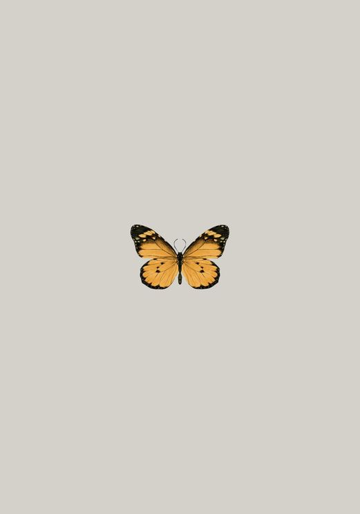 Butterfly Orange