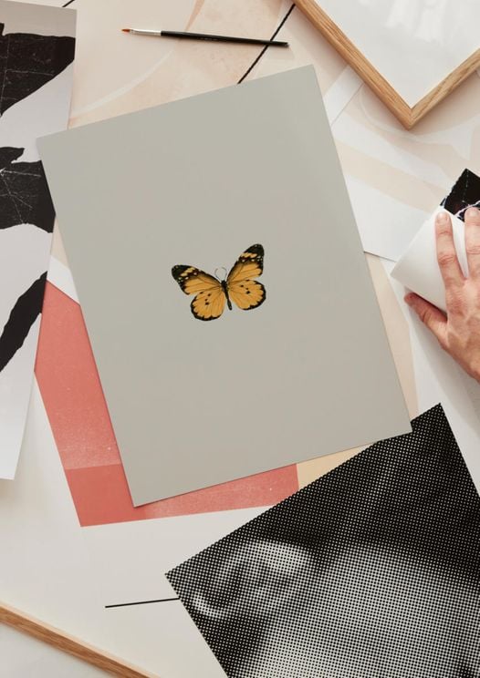 Butterfly Orange