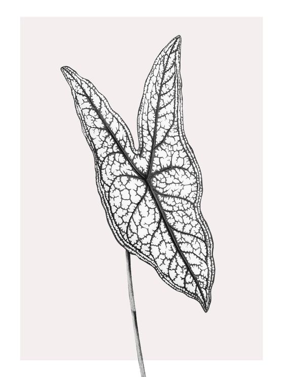Butterfly Plant