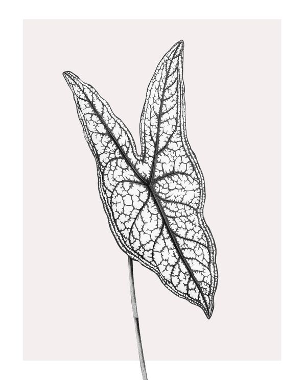 Butterfly Plant