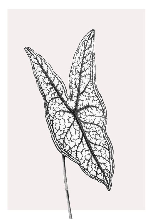 Butterfly Plant