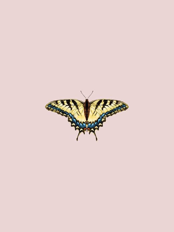 Butterfly Yellow