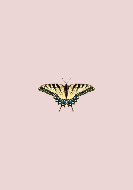 Butterfly Yellow