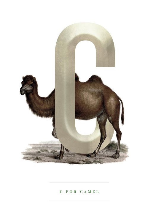 C For Camel
