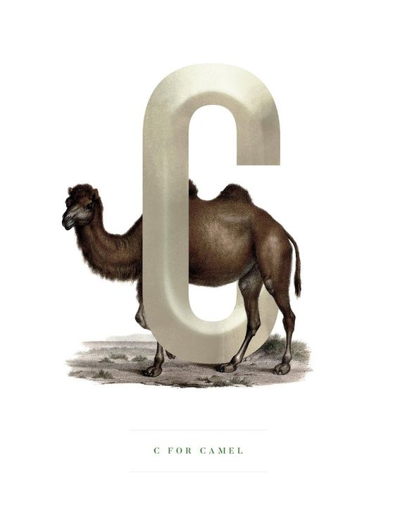 C For Camel