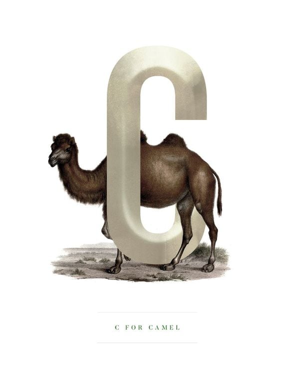 C For Camel