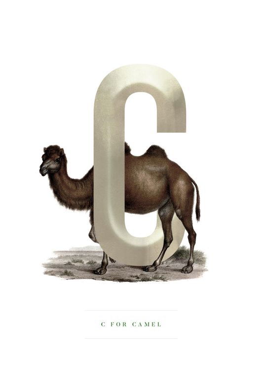 C For Camel
