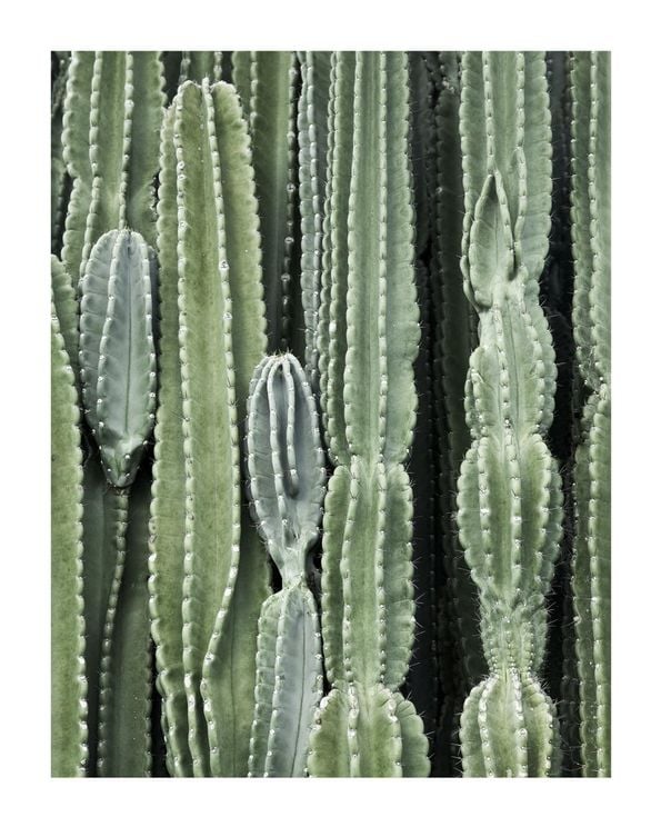 Cactus