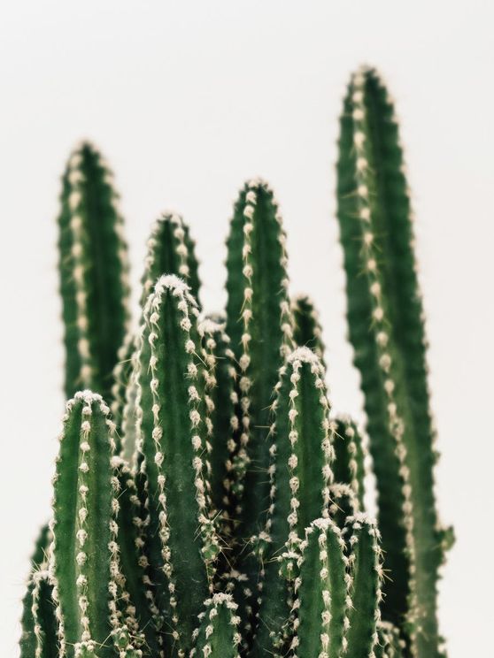 Cactus Family