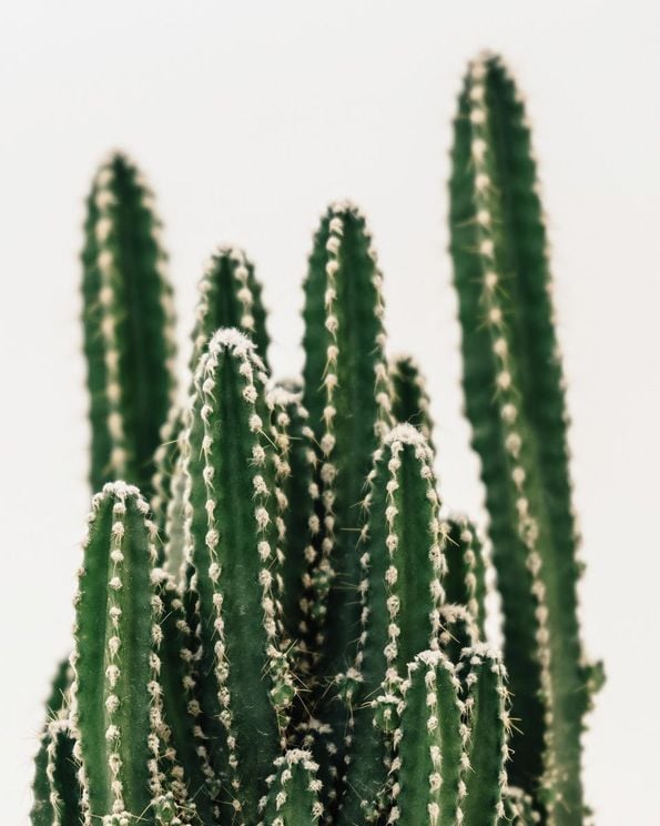 Cactus Family