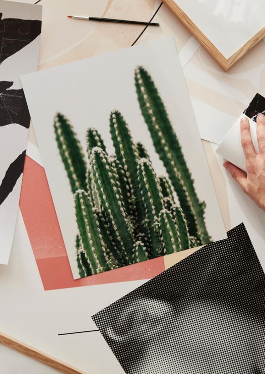 Cactus Family