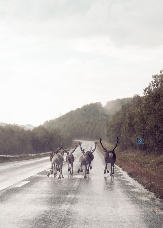 Caravan
