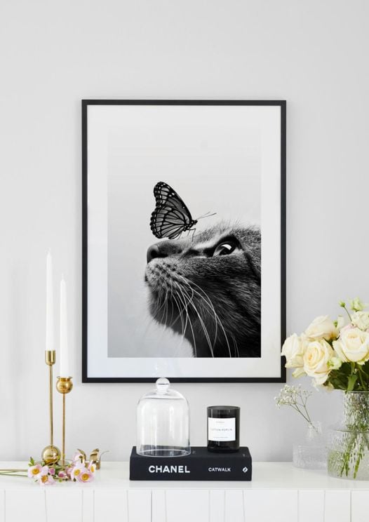 Cat And Butterfly