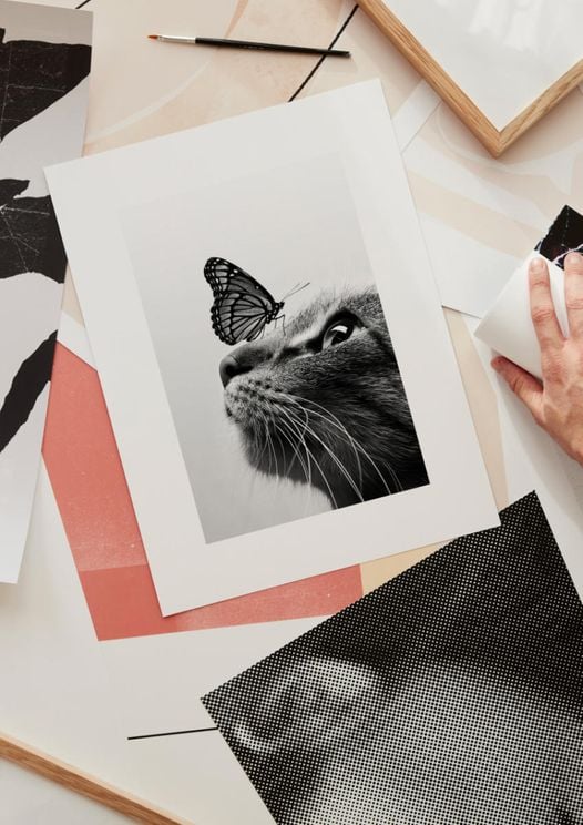 Cat And Butterfly