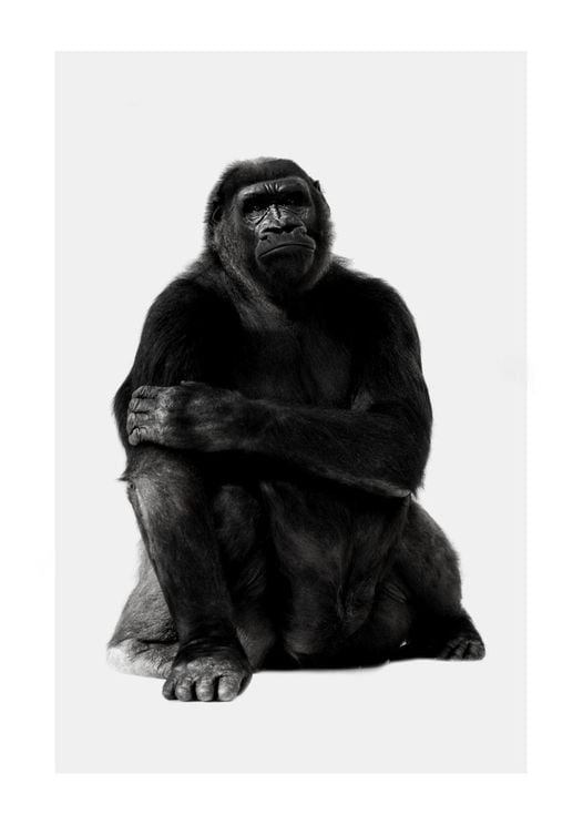 Chill Gorilla Portrait