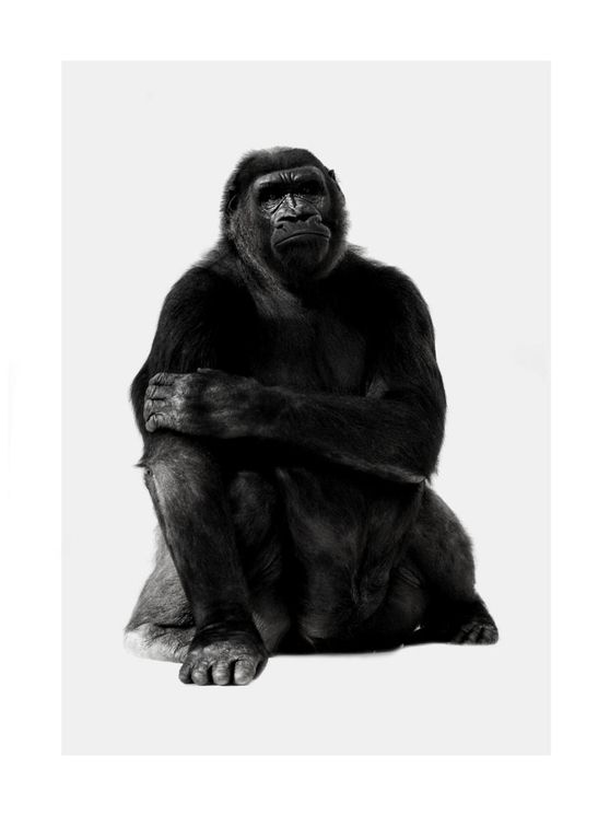 Chill Gorilla Portrait