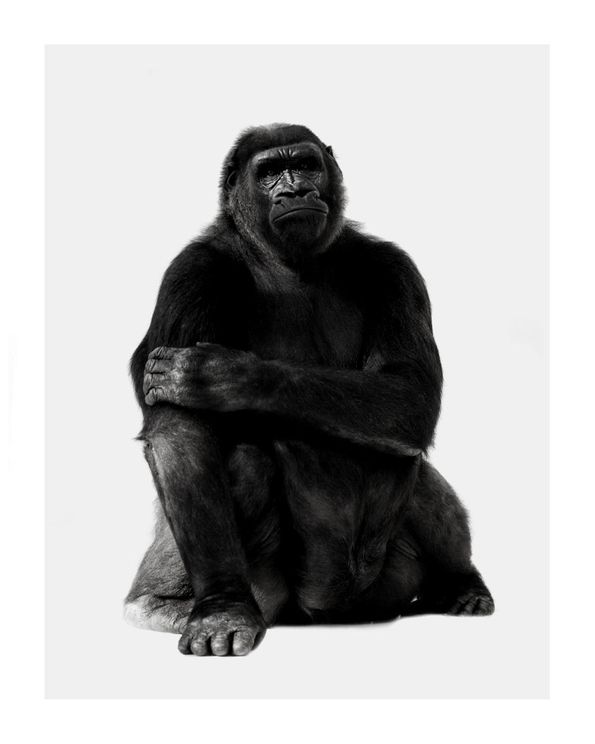 Chill Gorilla Portrait