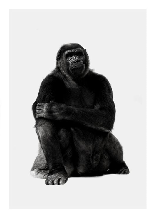 Purchase Chill Gorilla Portrait Poster Online