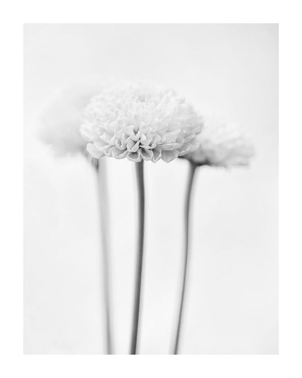 Chrysanthemum Black And White