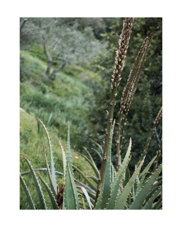 Coastal Garden
