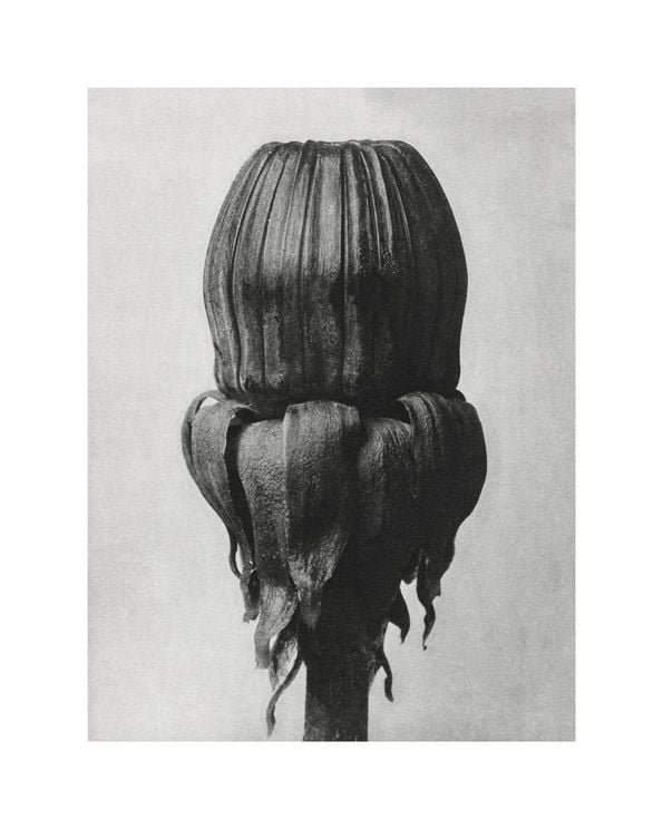 Common Dandelion By Karl Blossfeldt