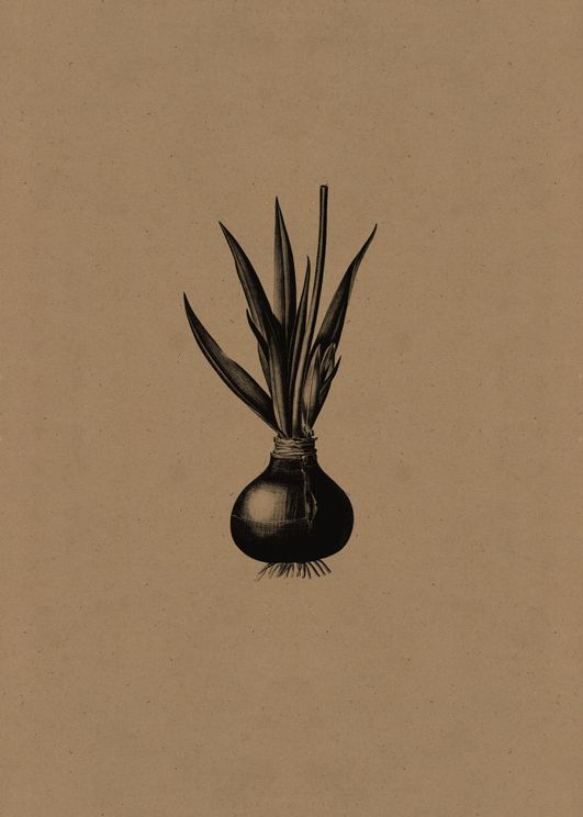 Contrast Onion