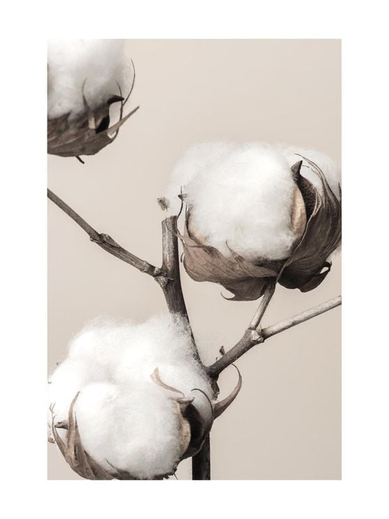 Cotton