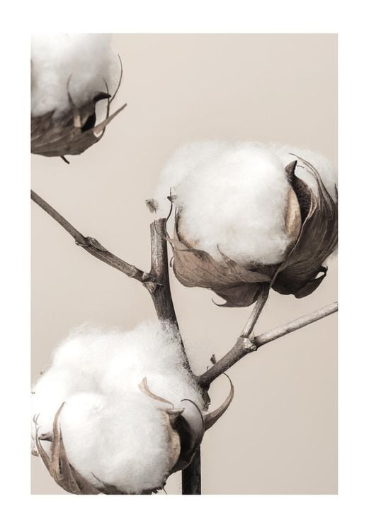 Cotton