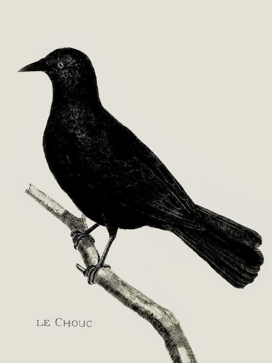 Crow Illustration