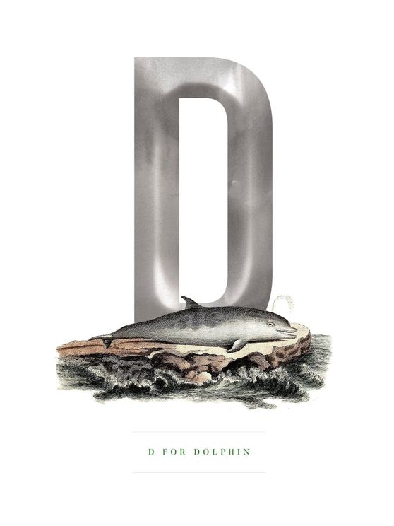 D For Dolphin