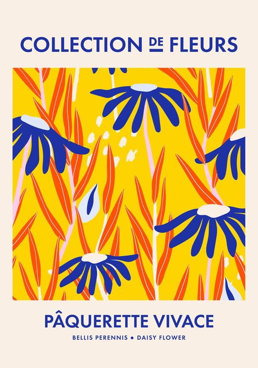 Daisy Flower Collection De Fleurs