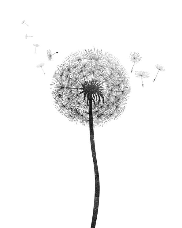 Dandelion