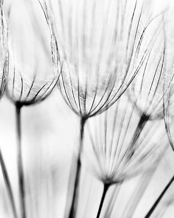 Dandelions